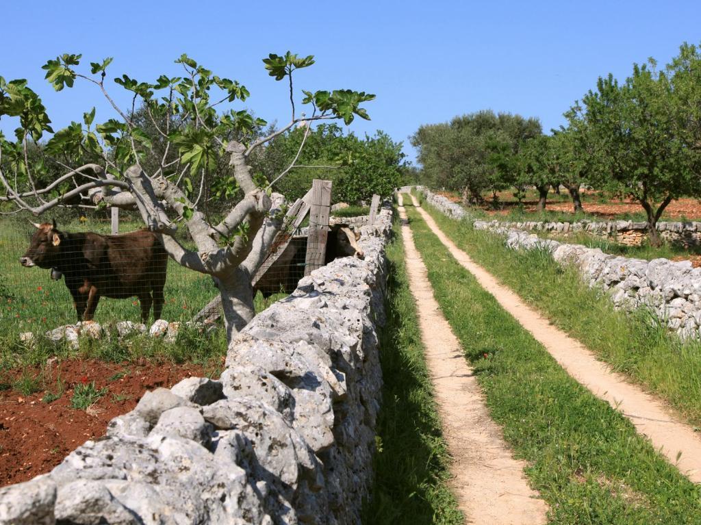 Pietraluce Guest House Alberobello Bagian luar foto